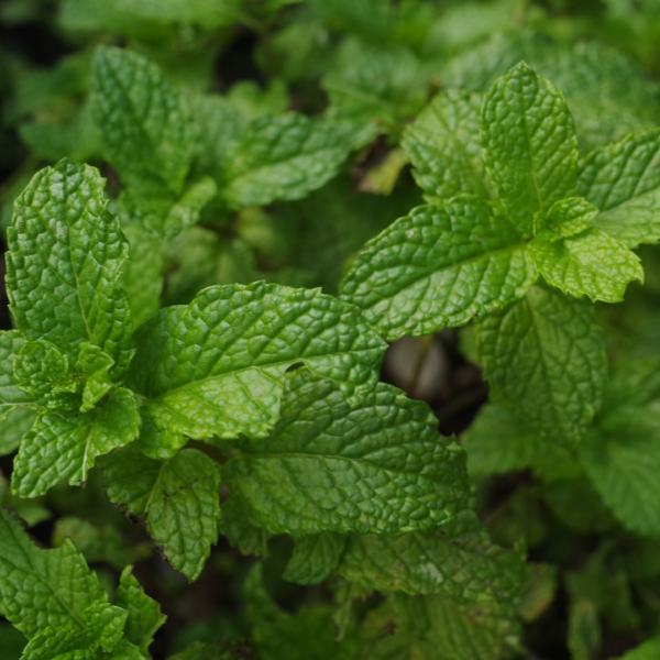 Hair Potion Salve - Image 8